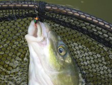 Hot head Brassie fly