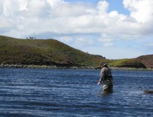 Stags on the hill at sturm