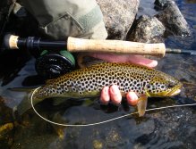 Wild brown trout a hard...