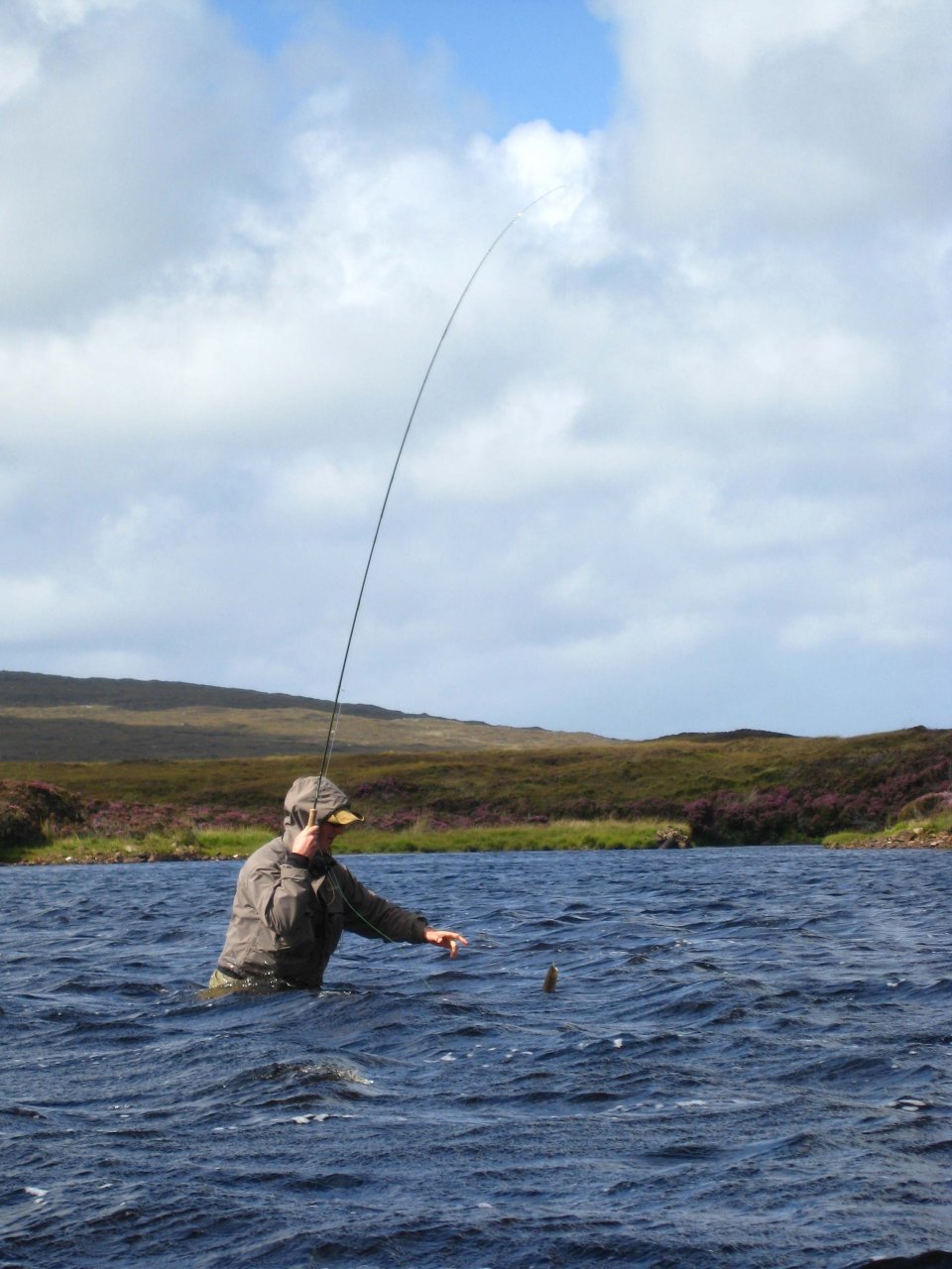 A hard fighting brown trout