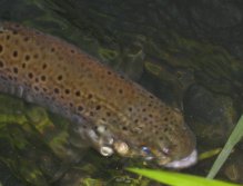 Slob trout over eel grass