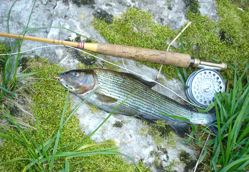 Doubs grayling - "The Lady of the Stream *