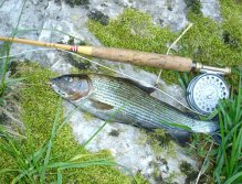 Doubs grayling - "The Lady of the Stream *