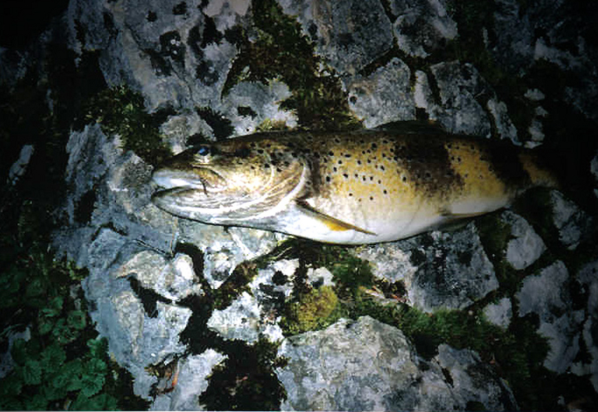 The very big specimens are caught in the night