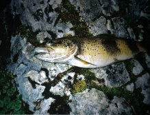 The very big specimens are caught in the night