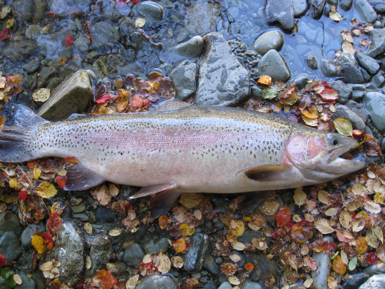 4.5lb cock fish beached on the leaves
