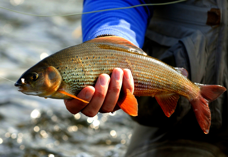 Grayling