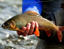 Grayling