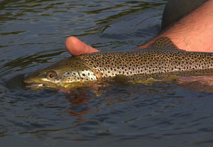 Brown trout