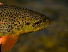 San river trout