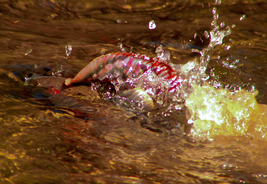 Spawning grayling