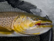 Winter trout