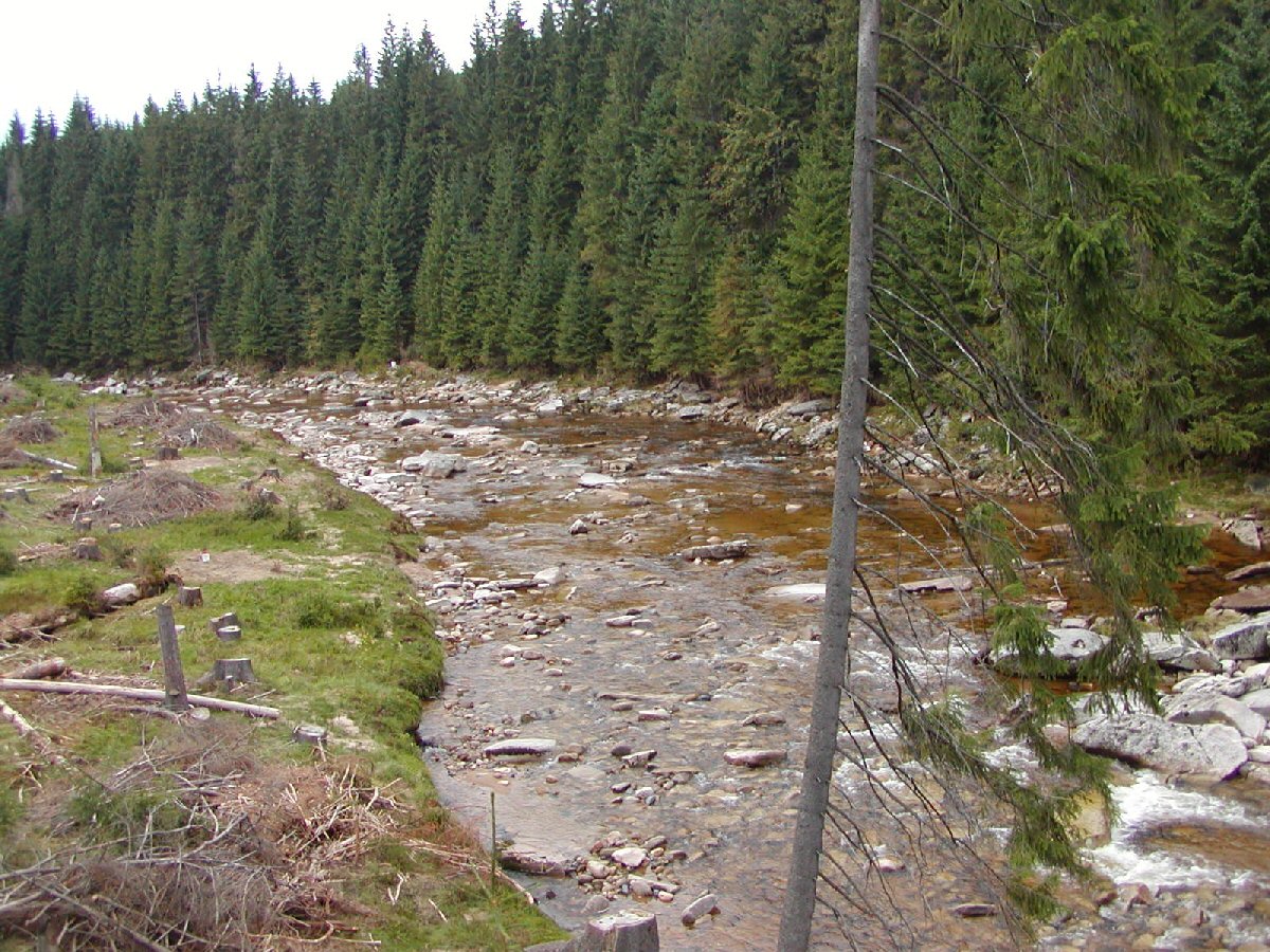 Upper Jizera near Ko�enov