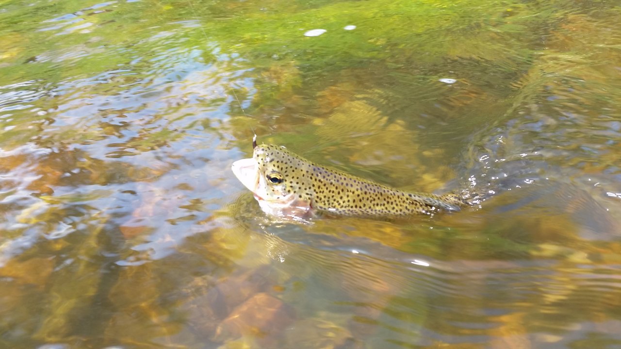 Rainbow trout on the dry fly