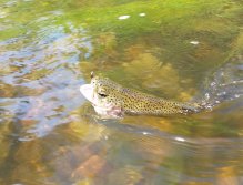 Rainbow trout on the dry fly
