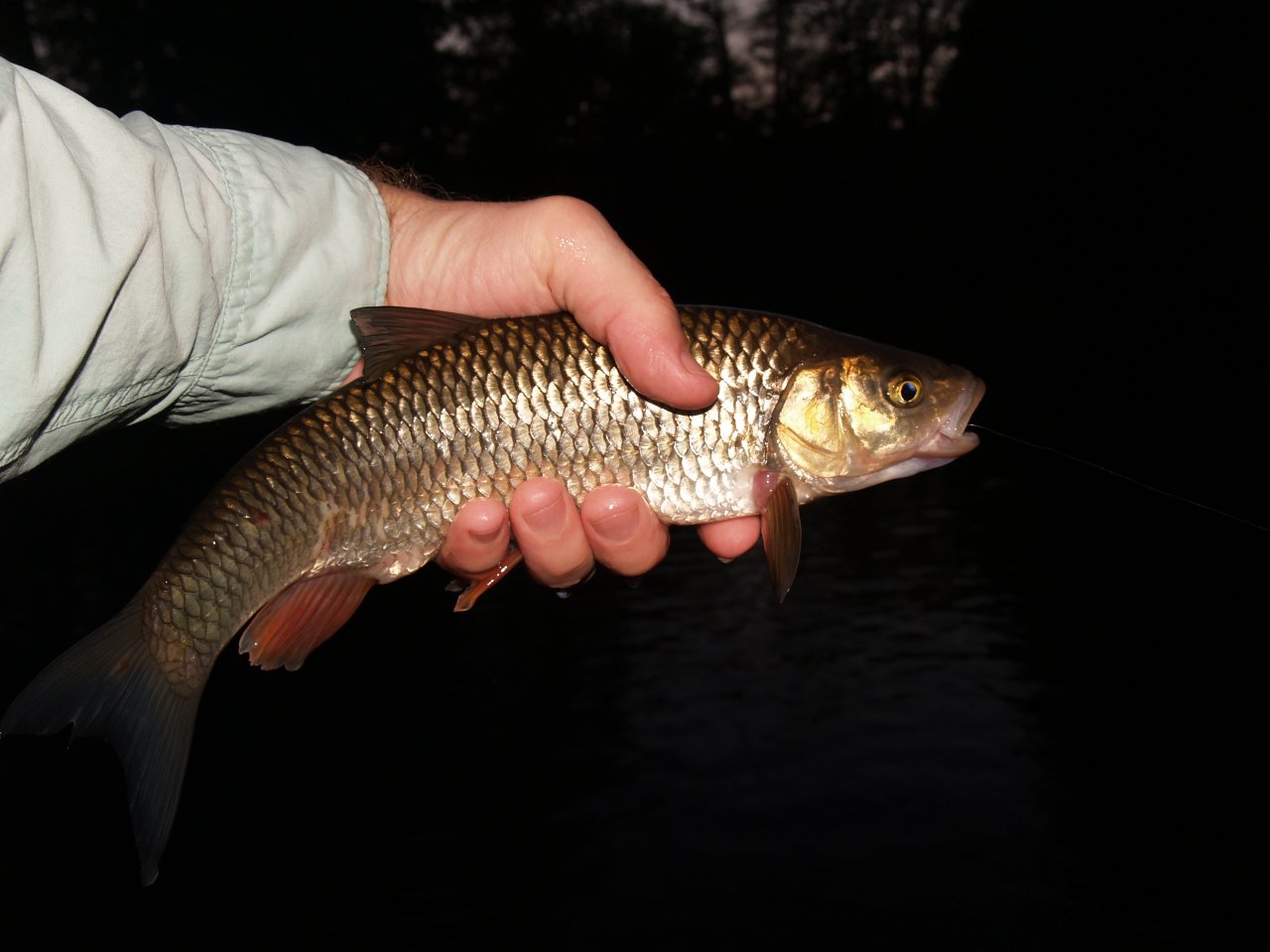 The last fish of the day