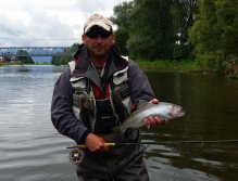 Rainbow trout from Váh river