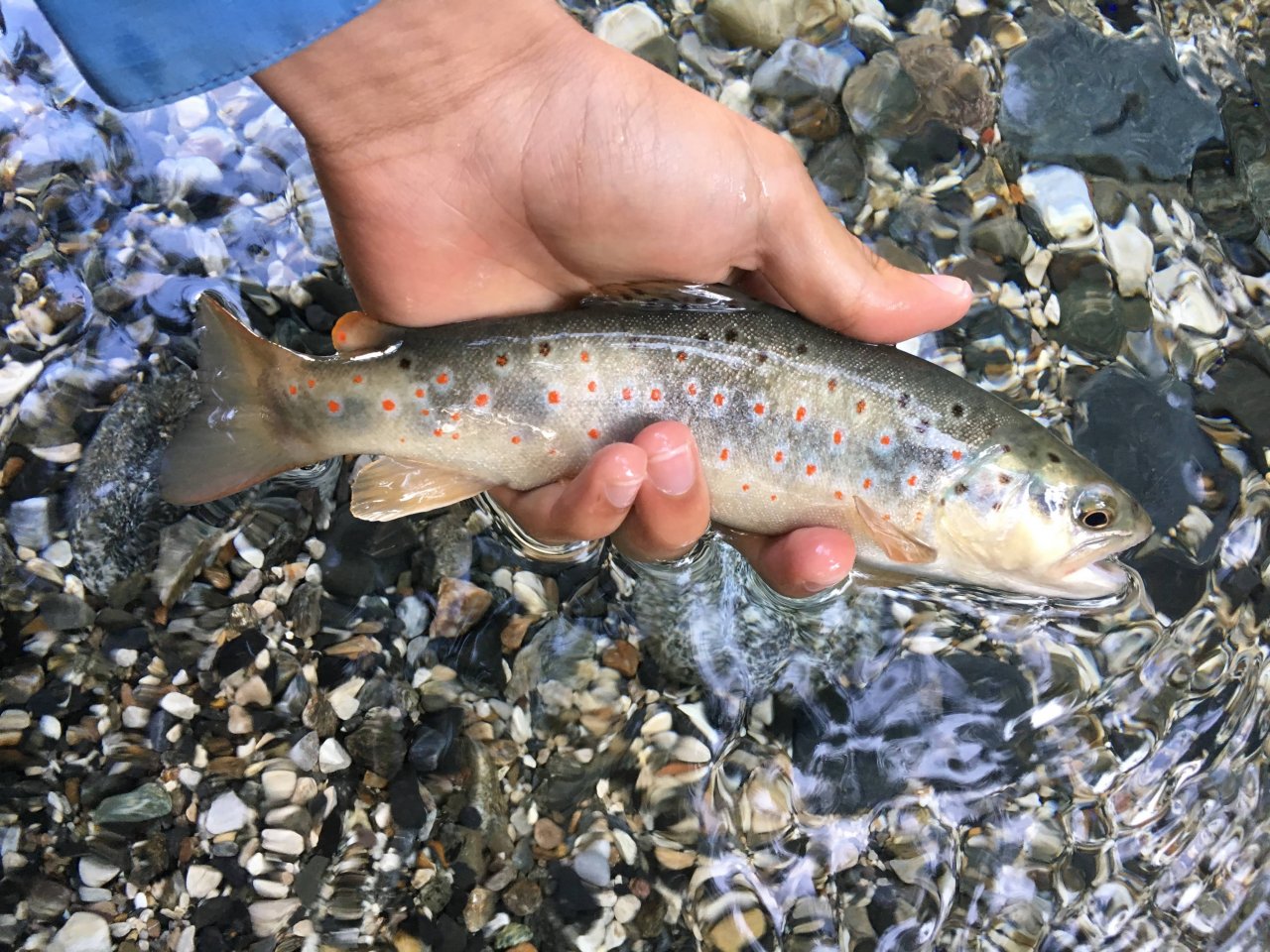 Fly Fishing in Trentino