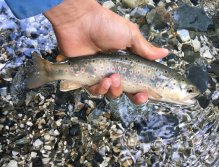Fly Fishing in Trentino