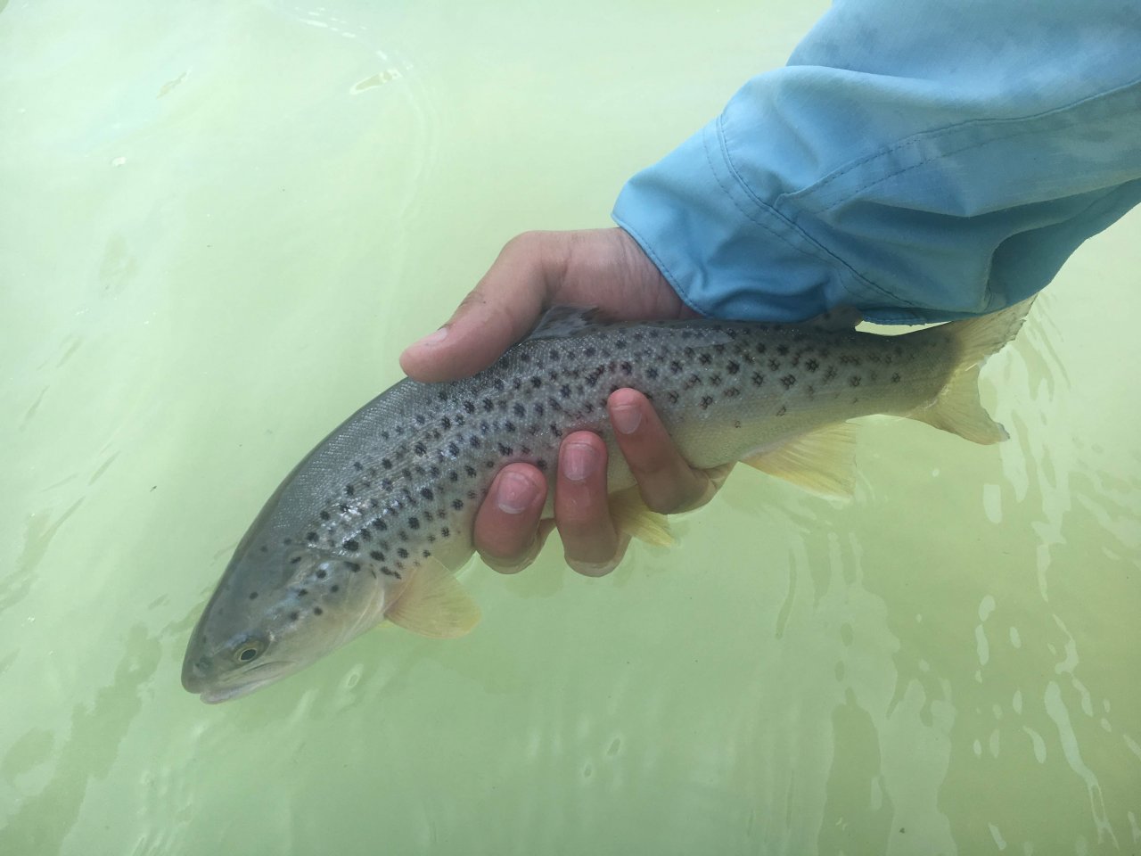 Fly Fishing in Trentino