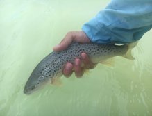 Fly Fishing in Trentino