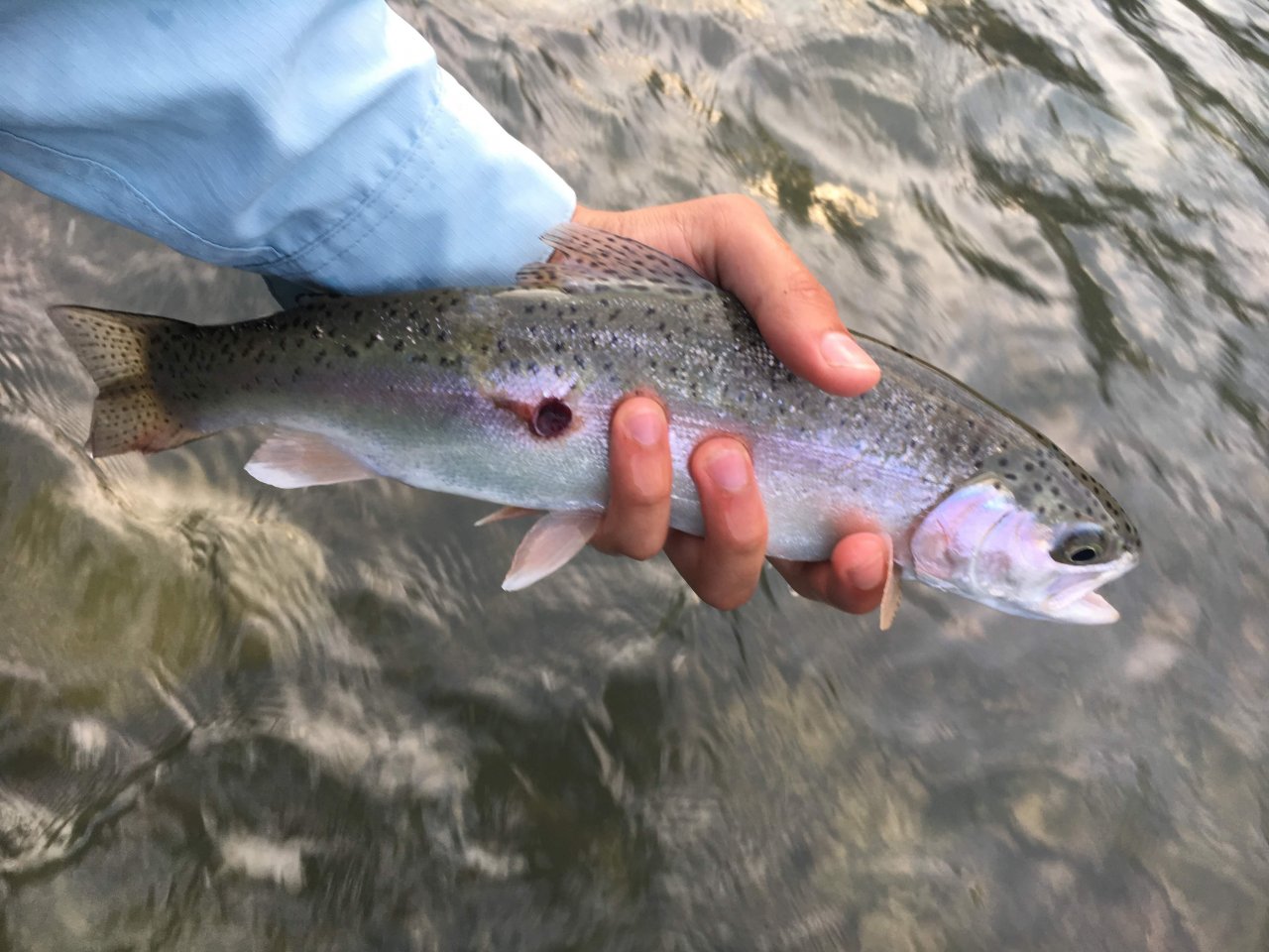 Fly Fishing in Trentino