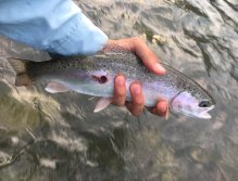 Fly Fishing in Trentino