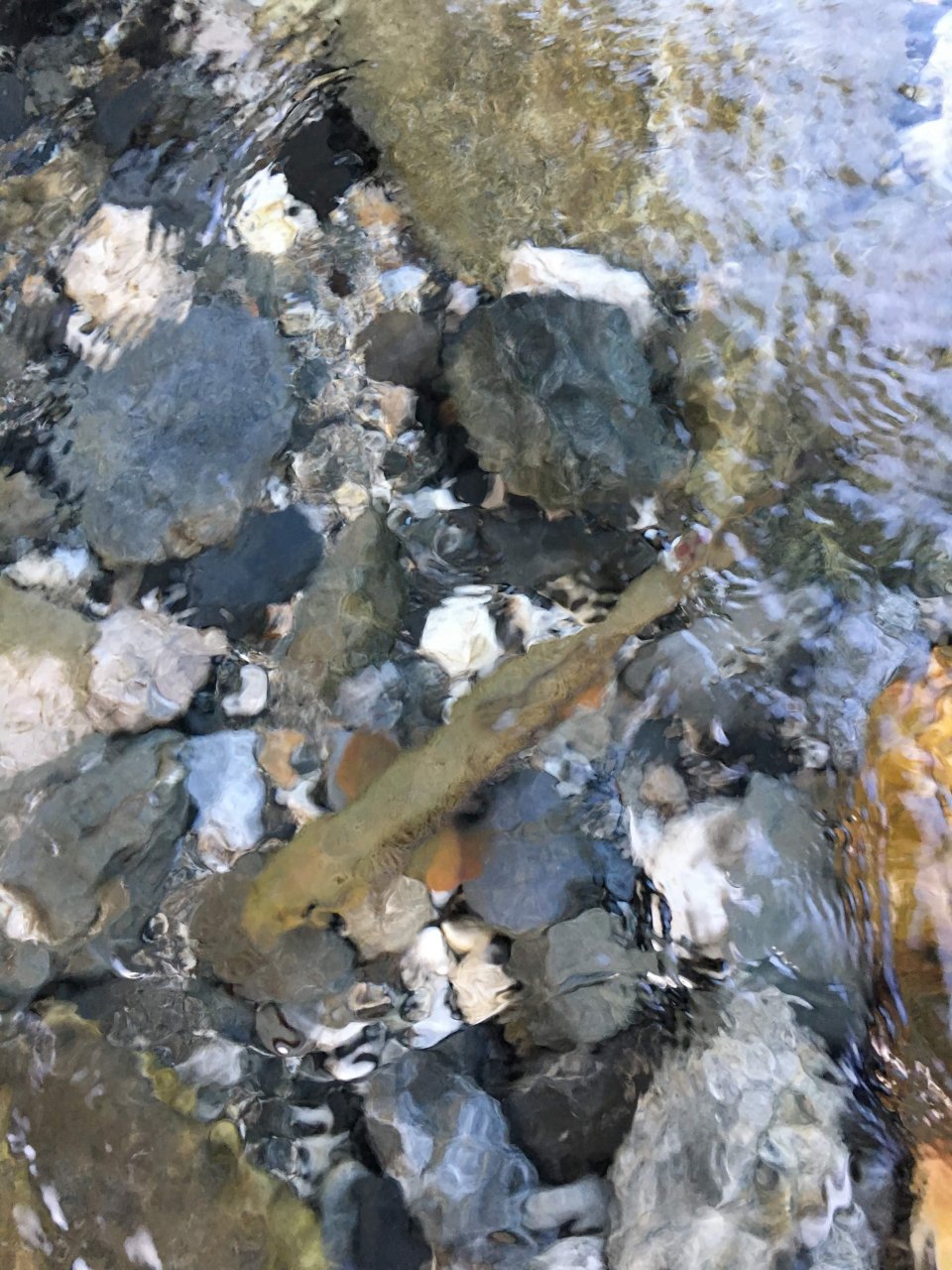 Fly Fishing in Trentino