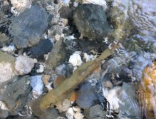 Fly Fishing in Trentino