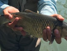 Fly Fishing in Trentino