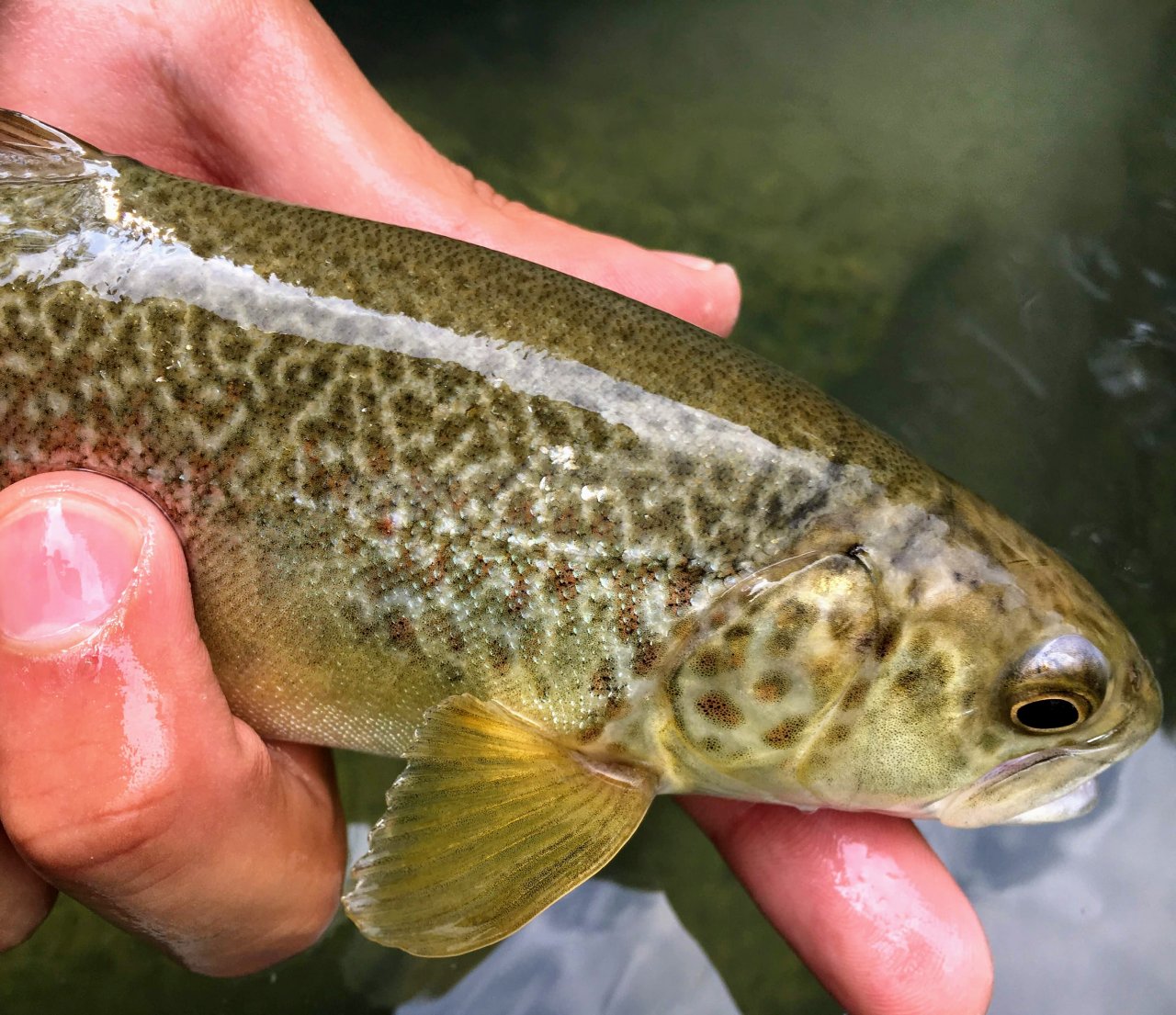 Fly Fishing in Trentino