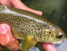 Fly Fishing in Trentino