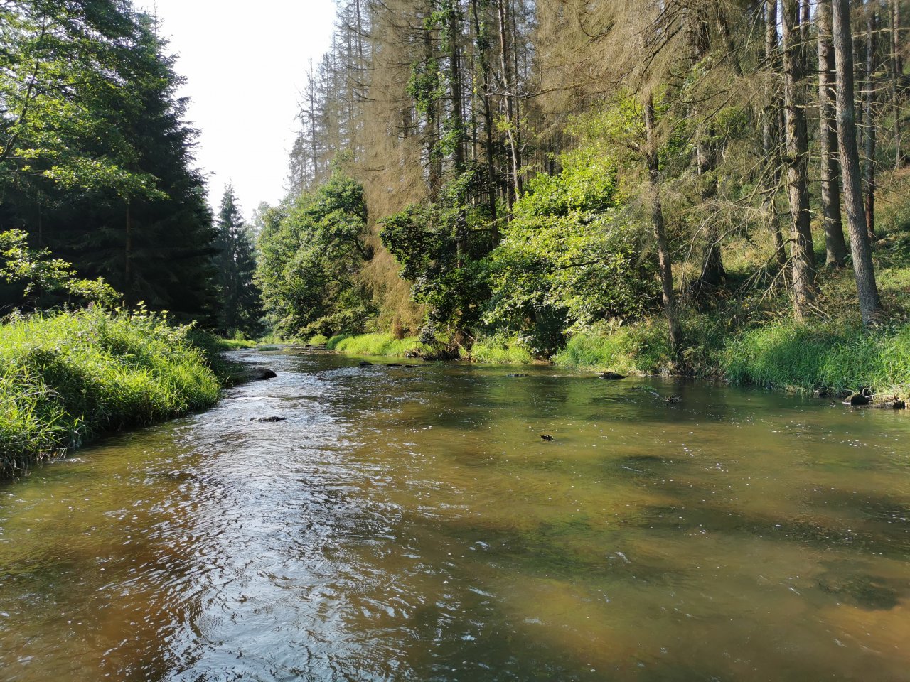 Hejlovka stream near Pelhrimov, Czech Republic