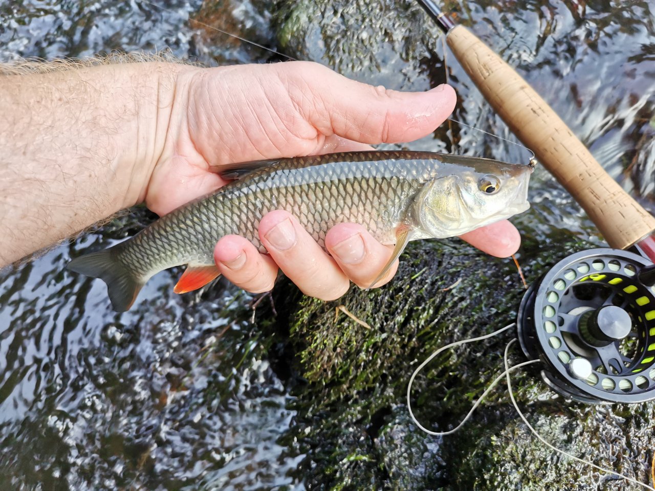 Chub from Hejlovka