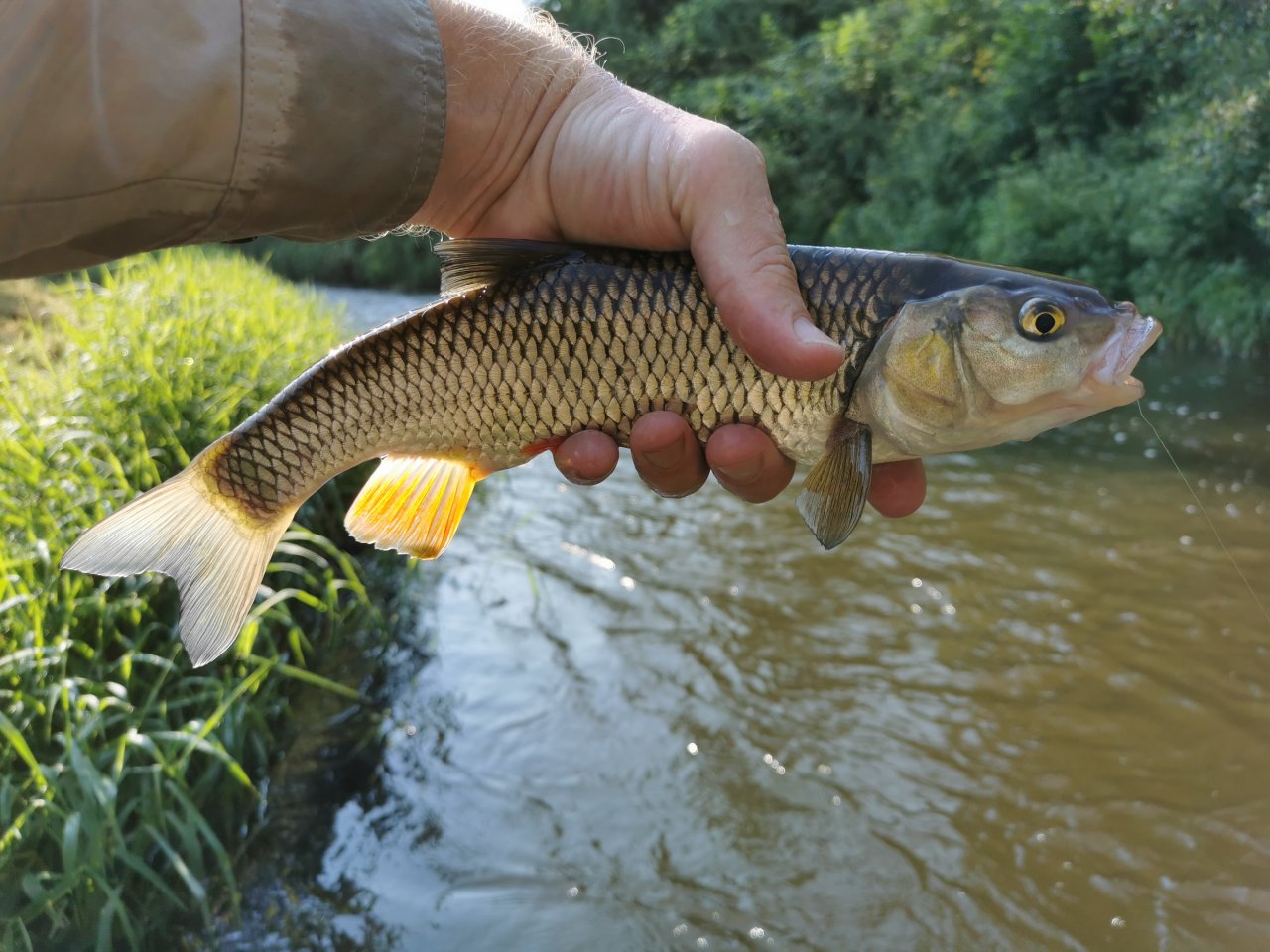 Chub from Hejlovka