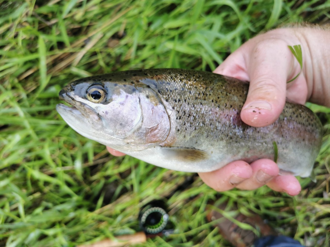 Rainbow trout from Hejlovka