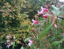 Kačáka above Hostim