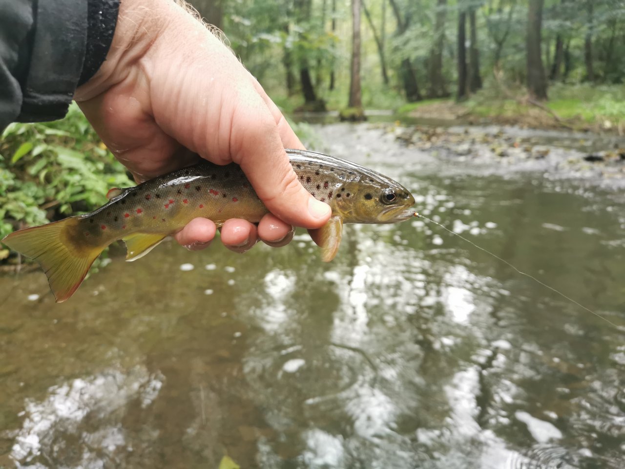 Ka��ka above Hostim