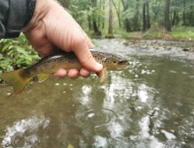 Kačáka above Hostim