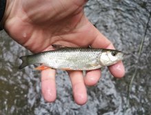 Kačáka above Hostim