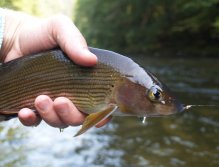 Jizera above Ponikla