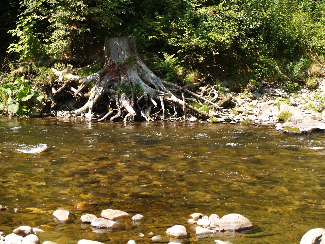 Jizera above Ponikla