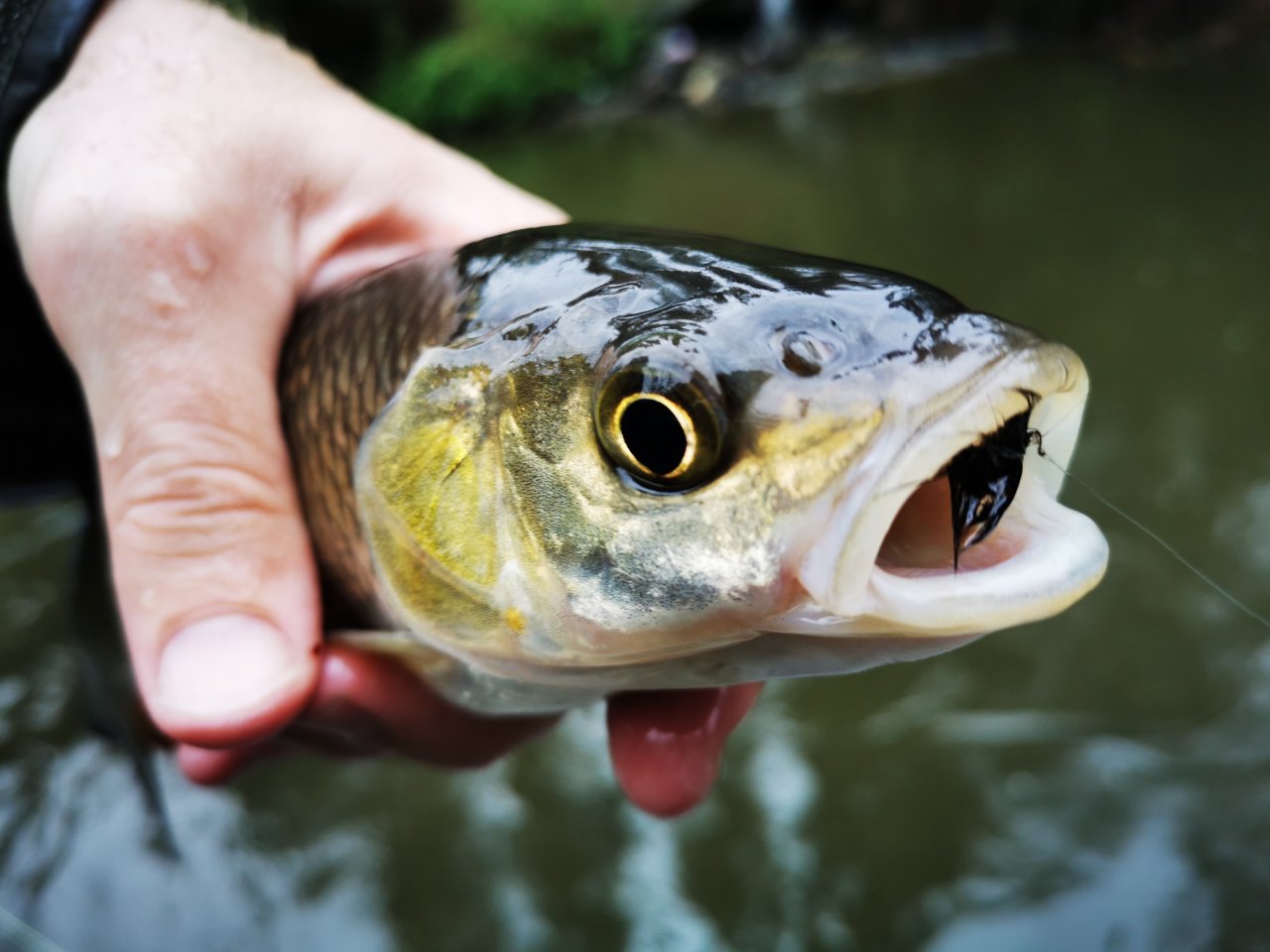 Litavka above the confluence with Berounka