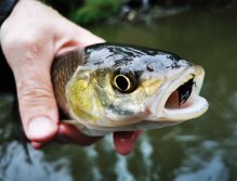 Litavka above the confluence with Berounka