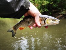 Litavka above the confluence with Berounka