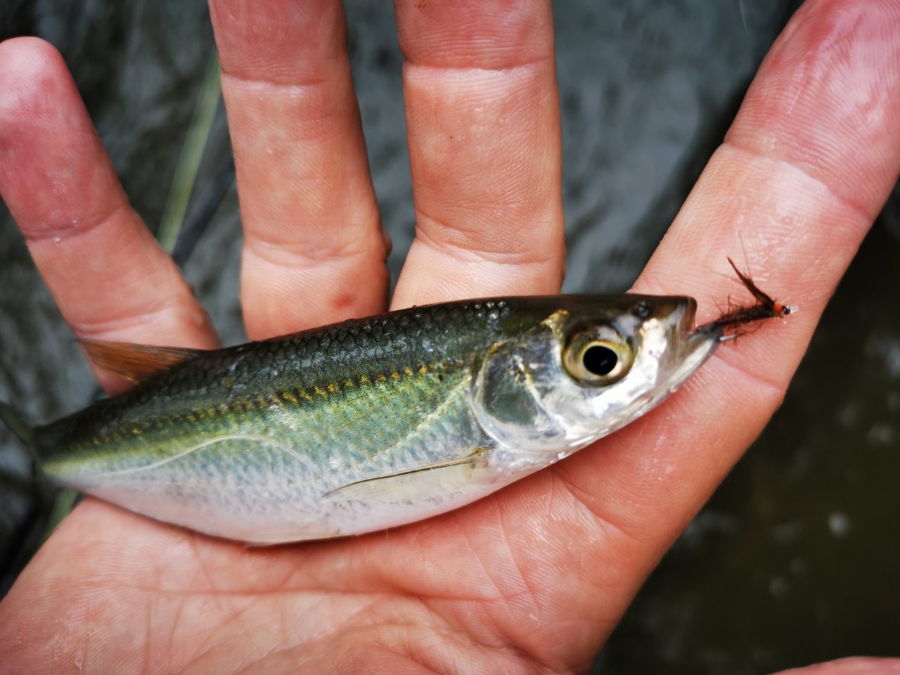Litavka above the confluence with Berounka