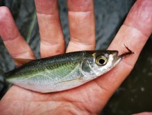Litavka above the confluence with Berounka