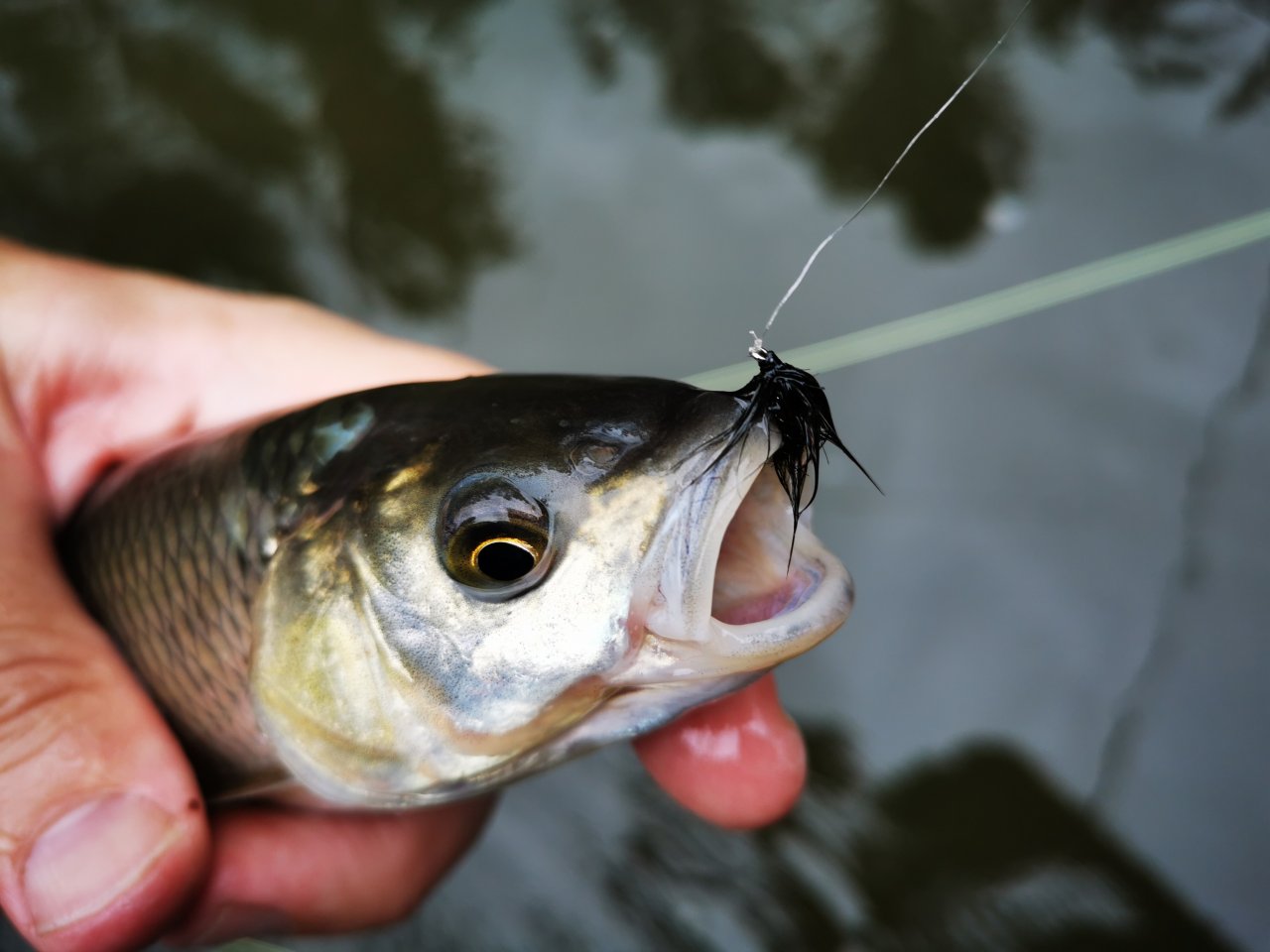 Litavka above the confluence with Berounka