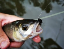 Litavka above the confluence with Berounka