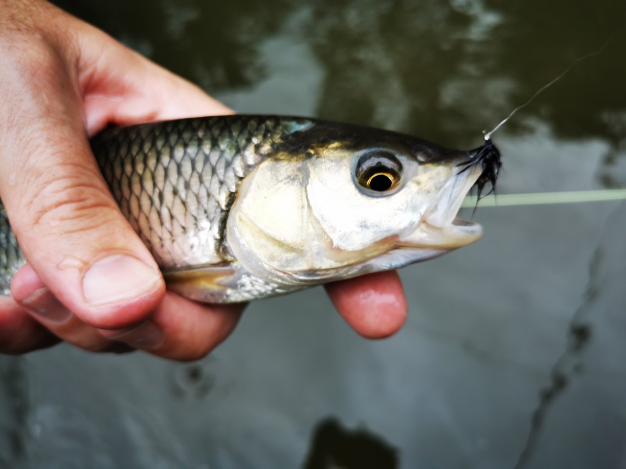 Litavka above the confluence with Berounka